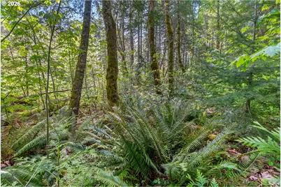 Hwy 141, BZ Corner, WA 98672 - Photo 15