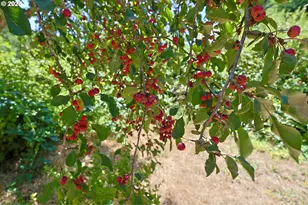 885 E 10th St, Coquille, OR 97423 - Photo 43