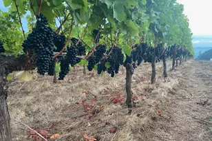 7820 SE Amity Rd, Amity, OR 97101 - Photo 9