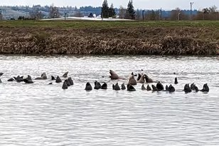 2064 S River Rd, Kelso, WA 98626 - Photo 17