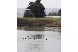 2060 S River Rd, Kelso, WA 98626 - Photo 5