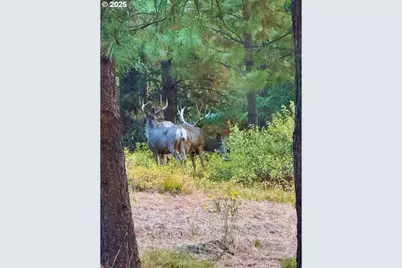 62924 Wolf Creek Ln, North Powder, OR 97867 - Photo 3