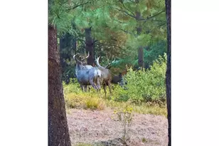 62924 Wolf Creek Ln, North Powder, OR 97867 - Photo 3