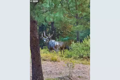 62924 Wolf Creek Ln, North Powder, OR 97867 - Photo 5