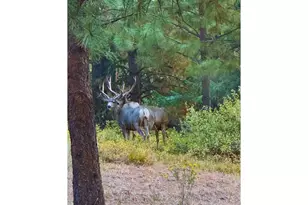 62924 Wolf Creek Ln, North Powder, OR 97867 - Photo 5