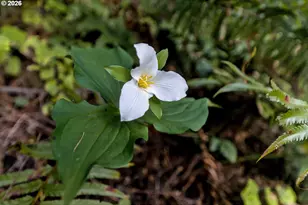 51298 Myrtle Creek Rd, Myrtle Point, OR 97458 - Photo 23