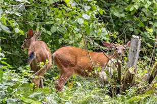 27257 SE Fairmount Dr, Boring, OR 97009 - Photo 35