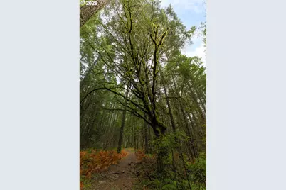 Upper Cow Creek Rd, Azalea, OR 97410 - Photo 7