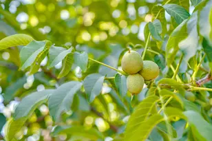 7515 SE Luther Rd, Portland, OR 97206 - Photo 37