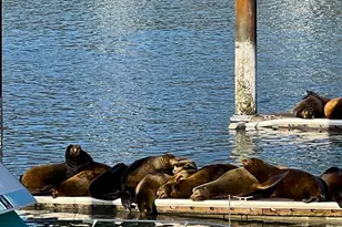 98126 W Benham Ln, Brookings, OR 97415 - Photo 47