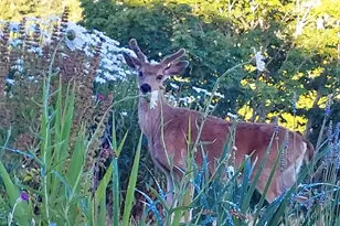 90834 Coburghills Dr, Eugene, OR 97408 - Photo 37