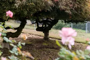 4305 E 15th St, Vancouver, WA 98661 - Photo 7