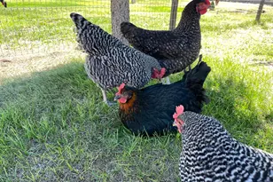 87479 N Star Ln, Christmas Valley, OR 97641 - Photo 27