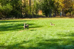 411 Woodland Dr, Winston, OR 97496 - Photo 43