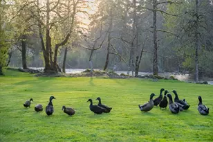 42801 Island Inn Dr, Lebanon, OR 97355 - Photo 39