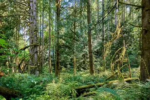 32553 S Dhooghe Rd, Molalla, OR 97038 - Photo 35