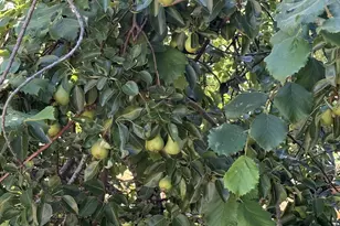 2157 38th Ct, Washougal, WA 98671 - Photo 29