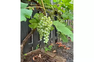 1288 NE Margeaux Pl, Hillsboro, OR 97124 - Photo 29