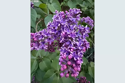 1301 NW 40th St, Vancouver, WA 98660 - Photo 29