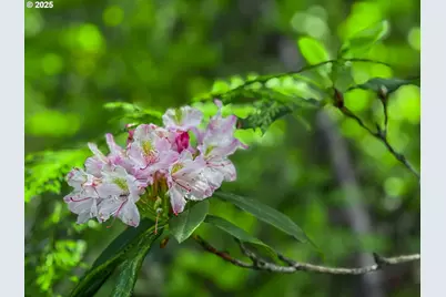 75125 E Mt Hood Hwy, Rhododendron, OR 97049 - Photo 43