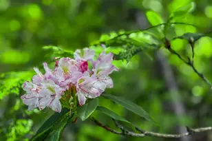 75125 E Mt Hood Hwy, Rhododendron, OR 97049 - Photo 43