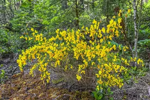 75125 E Mt Hood Hwy, Rhododendron, OR 97049 - Photo 37