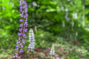 75125 E Mt Hood Hwy, Rhododendron, OR 97049 - Photo 33