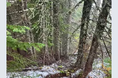 Forest Rod 2820 #100, Sweet Home, OR 97386 - Photo 5