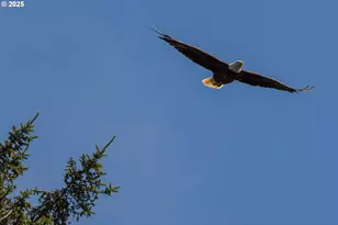 11779 SE White Tail Dr, Happy Valley, OR 97086 - Photo 35