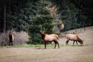 33306 Freds Row Ln, Saint Helens, OR 97051 - Photo 35