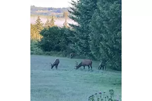 31675 Heikkila Dr, Rainier, OR 97048 - Photo 31