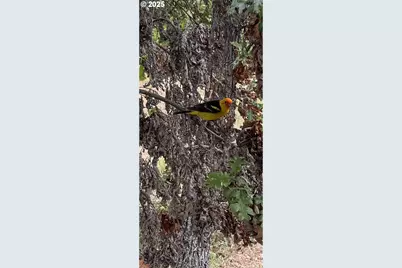 73 Long Rd, Wahkiacus, WA 98670 - Photo 45