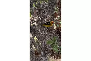 73 Long Rd, Wahkiacus, WA 98670 - Photo 45