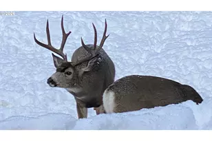 60839 Liberty Rd, Joseph, OR 97846 - Photo 25