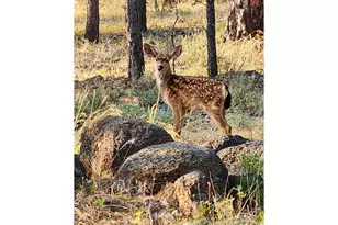 355 Tamarack, Goldendale, WA 98620 - Photo 35