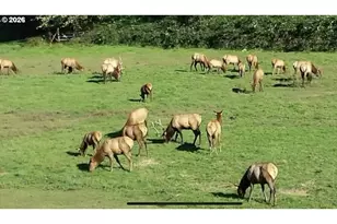 769 Deans Creek Rd, Reedsport, OR 97467 - Photo 43