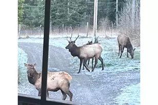 15755 Hwy 36, Deadwood, OR 97430 - Photo 47