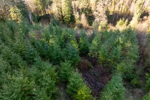 43902 NE Columbia Tie Rd, Amboy, WA 98601 - Photo 19