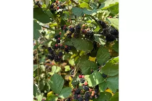 23625 S Hwy 99W, Amity, OR 97101 - Photo 31