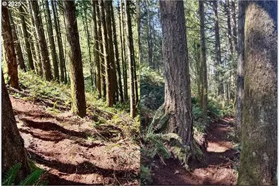 2678 Drift Creek Rd NE, Silverton, OR 97381 - Photo 15