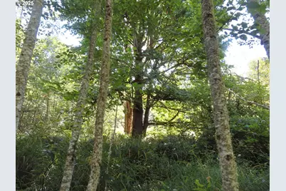 Salmon Creek Rd, Mossyrock, WA 98564 - Photo 11