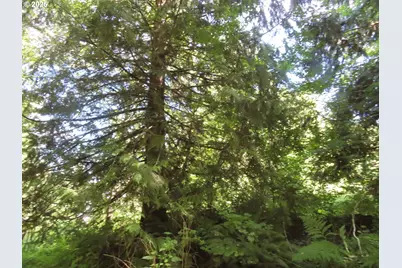 Salmon Creek Rd, Mossyrock, WA 98564 - Photo 9