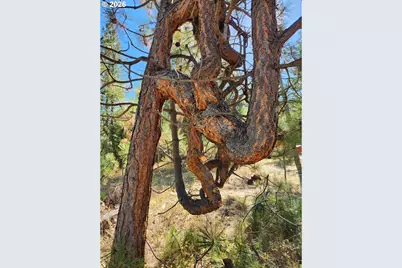 Low Gap Lane, Long Creek, OR 97856 - Photo 37