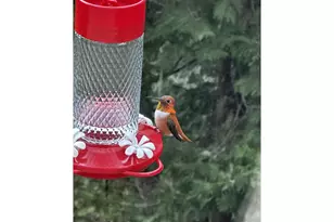 1196 Southridge Wy, Roseburg, OR 97470 - Photo 39