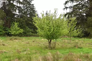 6205 Munson Creek Rd, Tillamook, OR 97141 - Photo 9