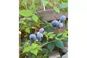 173 N Canyon Blvd, John Day, OR 97845 - Photo 5