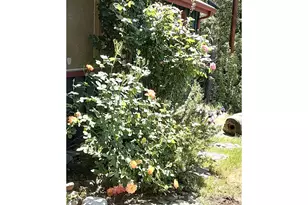 4580 Old House Creek Rd, Agness, OR 97406 - Photo 43