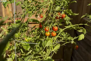 1300 N Broadway St, Estacada, OR 97023 - Photo 33