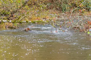 9740 Upper Olalla Rd, Winston, OR 97496 - Photo 23