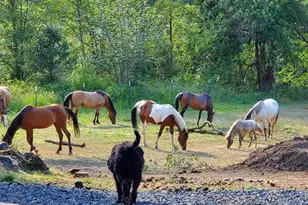 9740 Upper Olalla Rd, Winston, OR 97496 - Photo 29